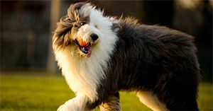 Experts Determine The Least Intelligent Dog Breeds