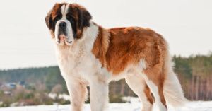A Comprehensive Guide To The World&#039;s Most Expensive Dog Breeds