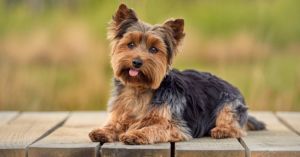 Top Dog Breeds For Seniors In 2024