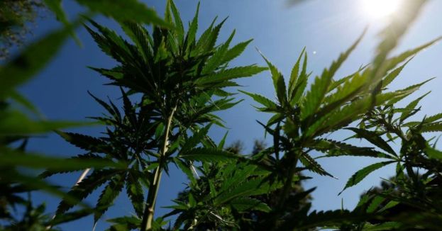 CNN's Harry Enten Warns Dems Could "Go Up In Smoke" If Trump Reclassifies Weed