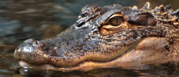 Gigantic Alligator Spotted In Naples, Florida