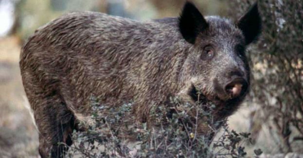 California Told Residents To 'Haze' Feral Hogs With Paint Guns - Texas Had A Very Different Answer