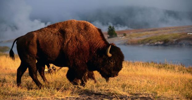 yellowstone-drunken-tourist-s-encounter-with-bison-comes-back-to-bite-him