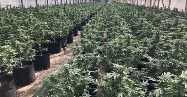 Immigration Raid On SoCal Pot Farm Uncovers Possible Child Labor Operation