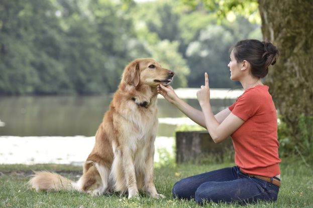 Revolutionary Dog Training System Unleashes Your Pet&#039;s Hidden Intelligence