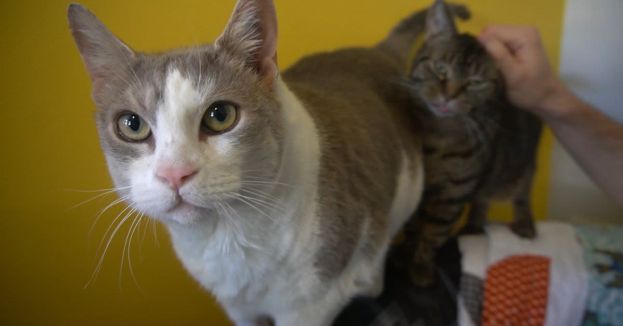 Republicans Partner With White Coat Waste To Urge Trump Admin To Defund NSF’s Controversial Animal Testing