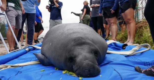 This Is Insane: Cameras Roll As Crews Tear Up Florida Road To Free Massive Manatee (Watch)