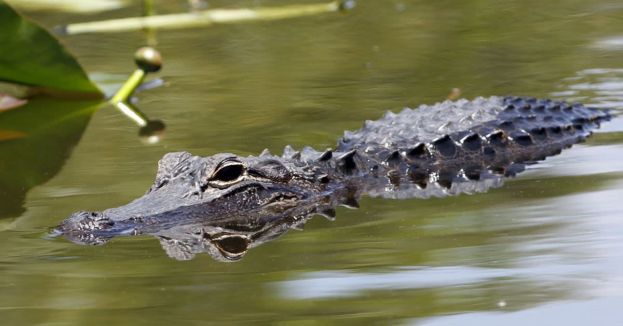 Florida AG Wants Alligators And Pythons To Patrol Migrant Detention Center!