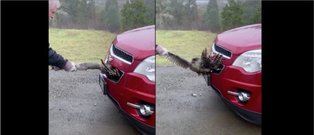 Man Pulls A Turkey Out From The Bumper Of A Car