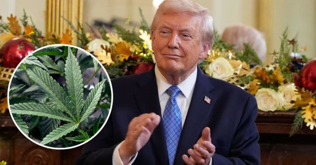 Trump’s Marijuana Reclassification Sparks Fierce Backlash From Reagan-Era Enforcer