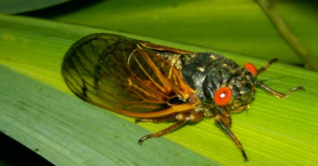 Red-Eyed Invasion: Trillion Cicadas Set To Emerge After 200 Years‚ Are They Coming To Your State?
