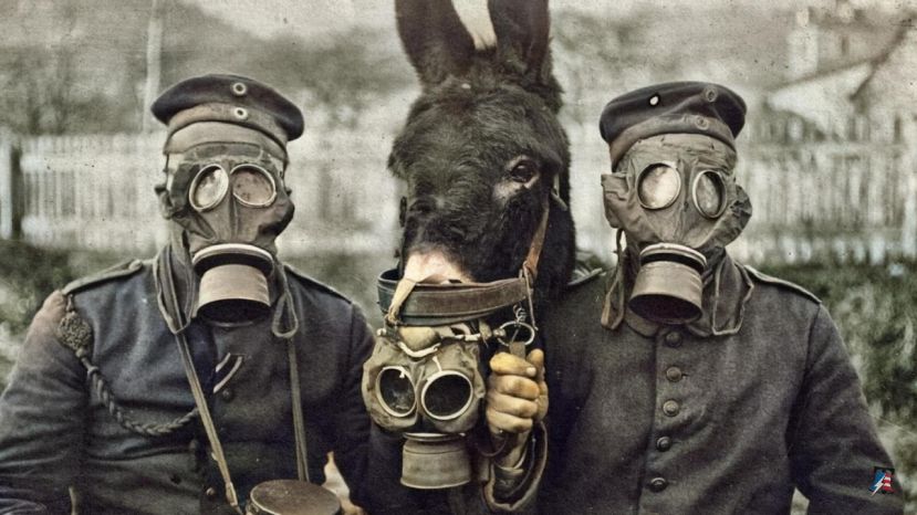 German Soldier Fits a Gas Mask Onto a Mule During WWI