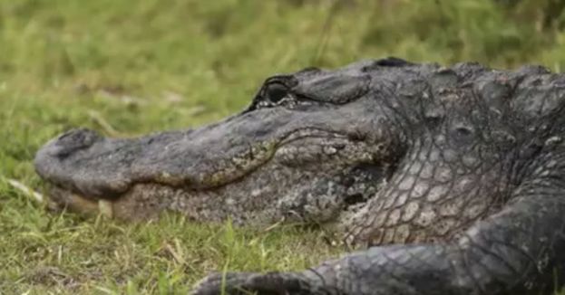'Alligator Alcatraz' Is Blessed With Official DHS Approval!