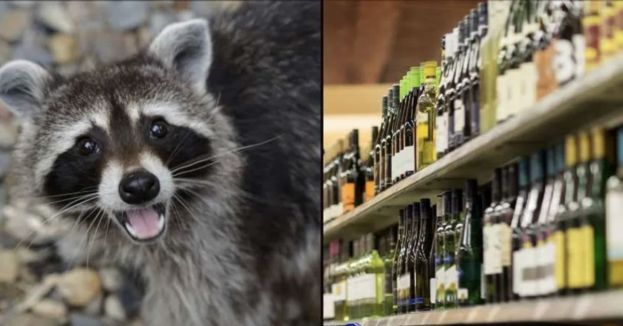 Notorious Liquor Store Raccoon Is A Serial Offender!