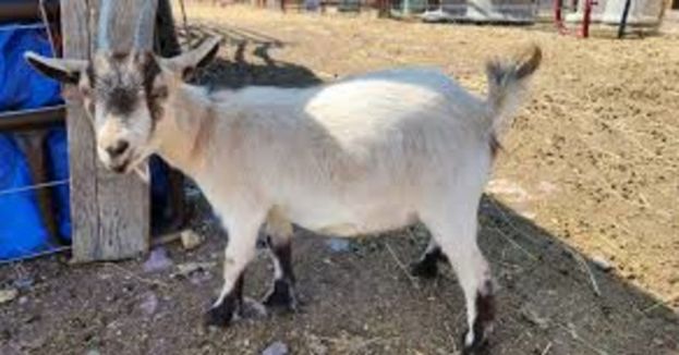 Minneapolis In Crisis: City Attorney Hosts “Healing Circle” With Therapy Goats As Crime Surges