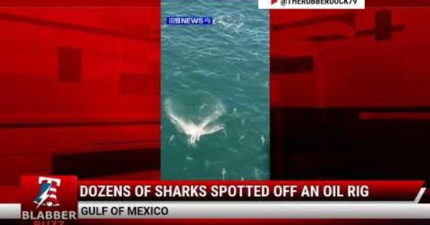 Watch: Dozens Of Sharks Spotted Off An Oil Rig