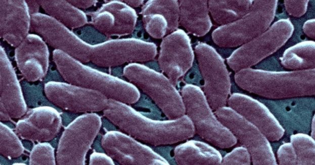 Deadly Flesh-Eating Bacterium Strikes Florida Beaches: Five Lives Lost To This TERRIFYING Outbreak